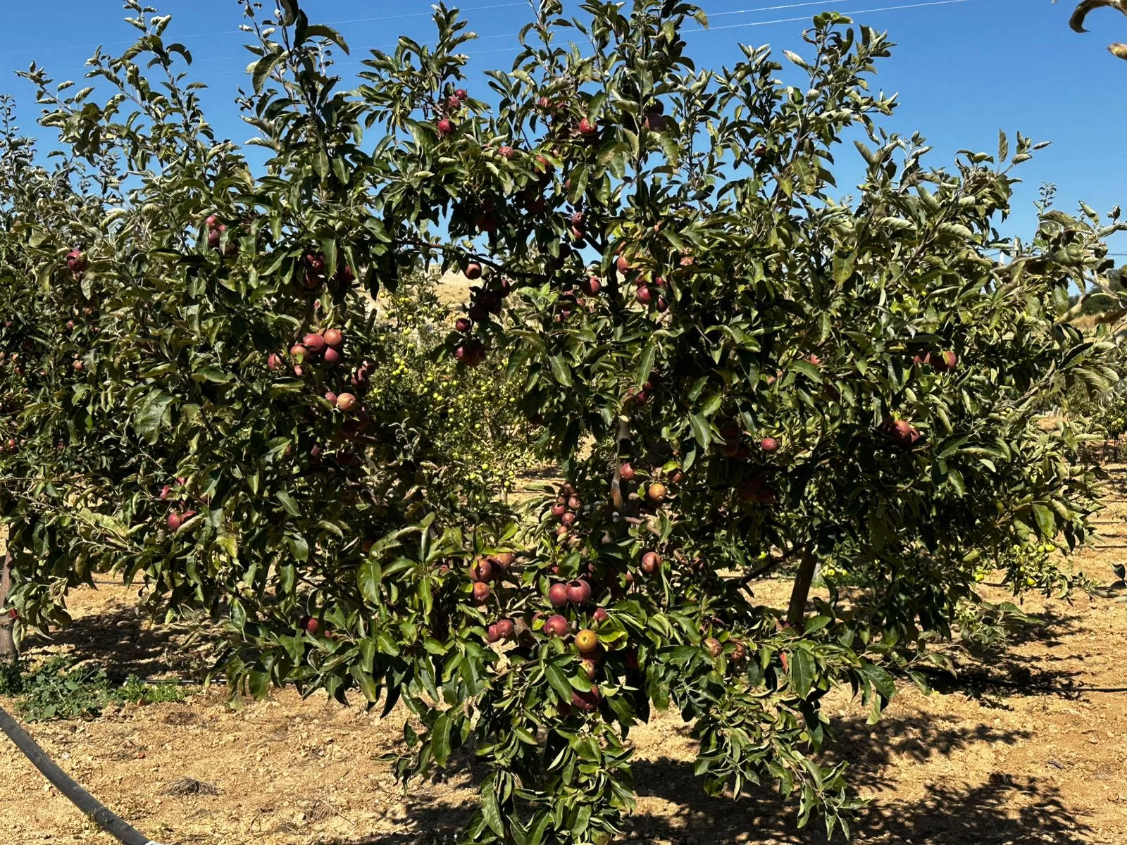 MORCALI'da DOĞA İÇİNDE SATILIK BAHÇE VE EVİ